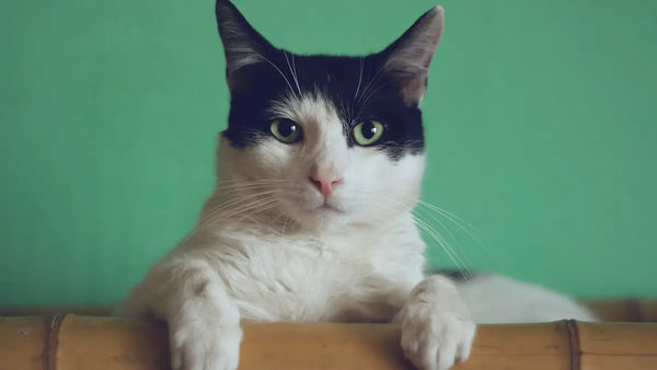 Why Does My Cat Cough After Running or Playing?
