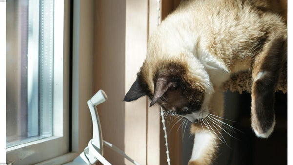 Cat resting comfortably in a clean indoor environment with an air purifier nearby