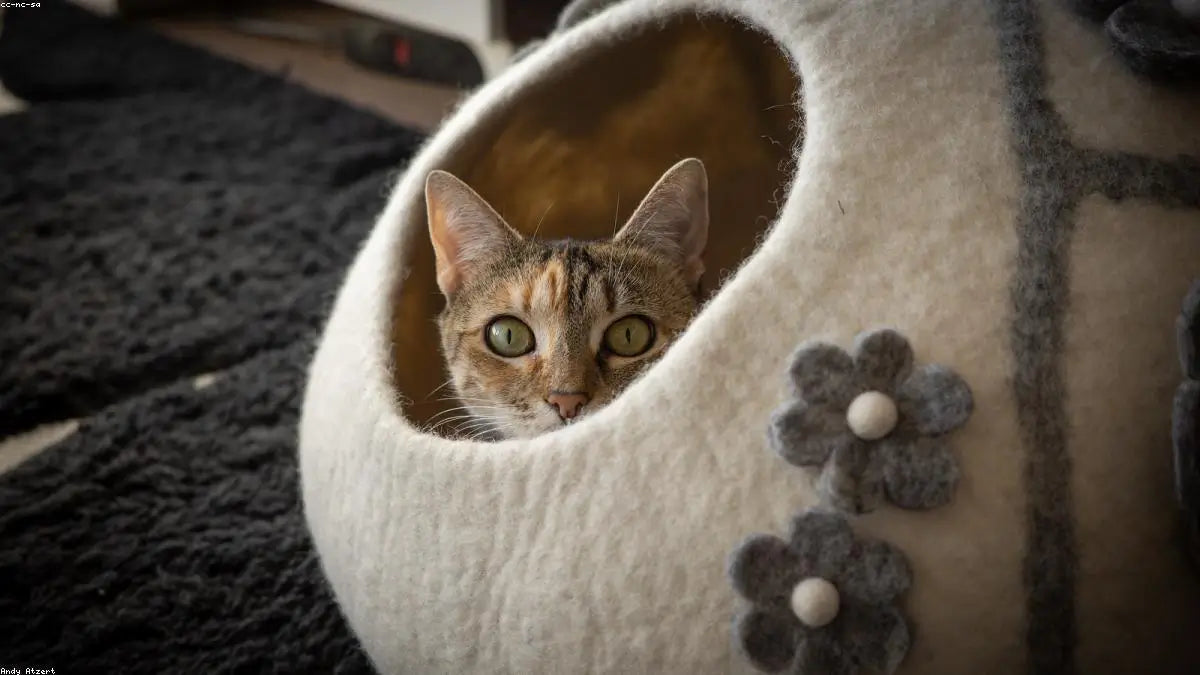 5 Signs Your Cat's Inhaler Spacer Isn't Working