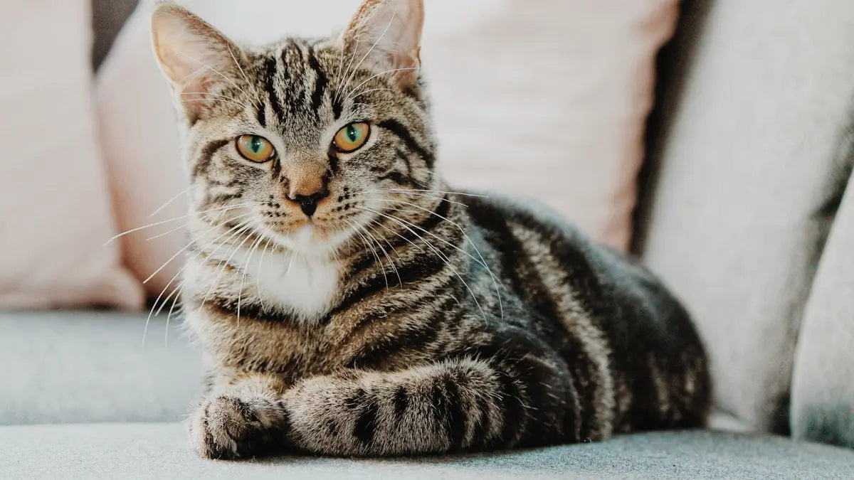 Why Is My Cat Breathing Fast While Sleeping?
