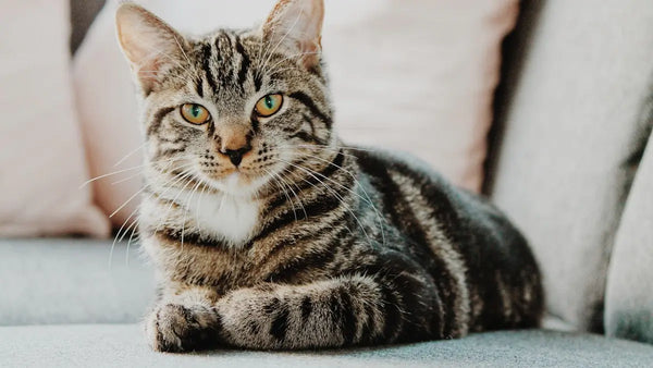 Why Is My Cat Breathing Fast While Sleeping?