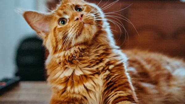 Feline Asthma vs. Hairball: How to Tell the Difference