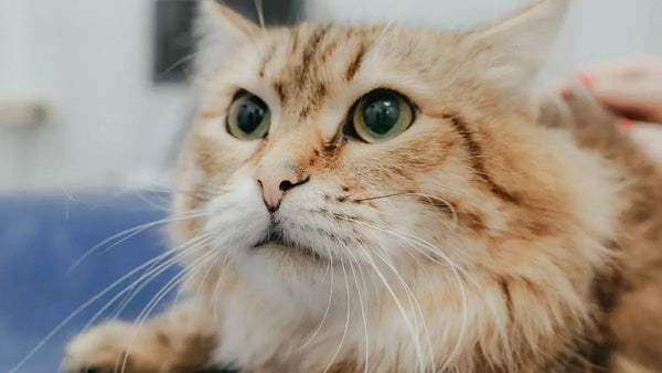 How Vets Diagnose Feline Asthma: Tests, X-Rays, and What to Expect