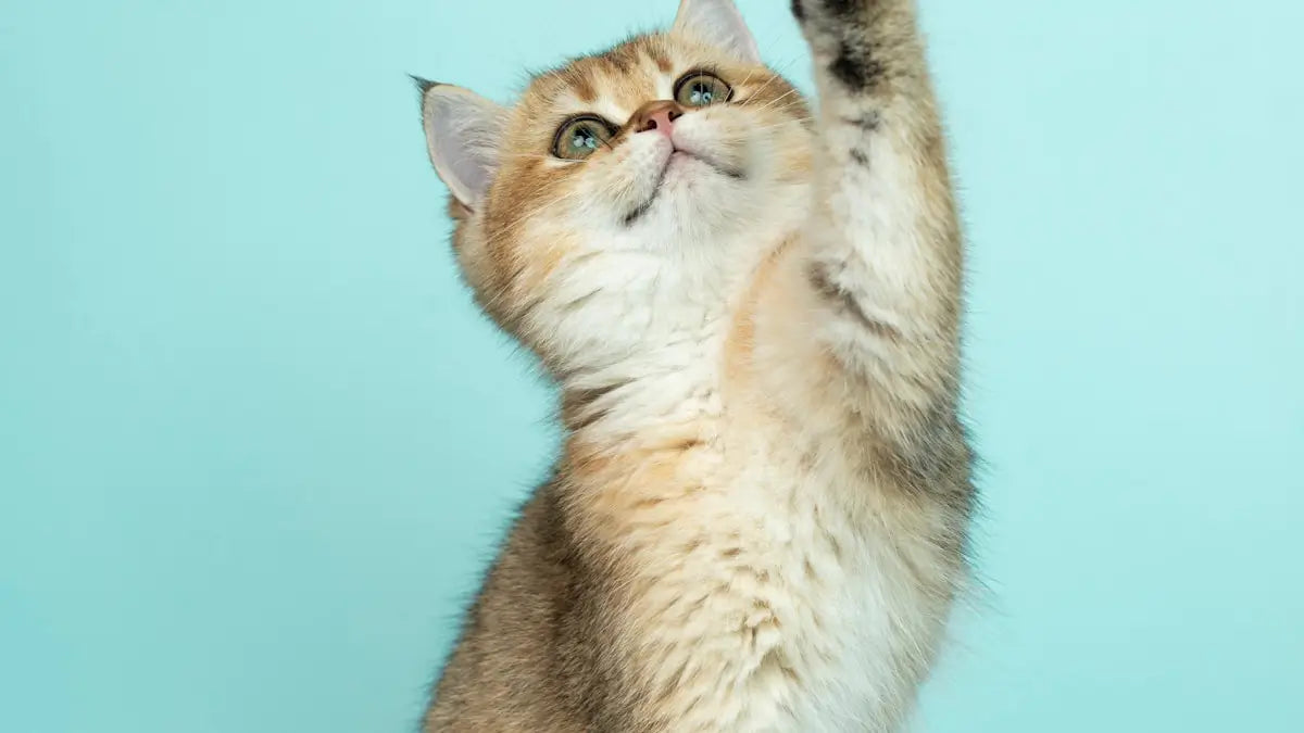 Cat Flu or Feline Asthma? How to Tell the Difference and Get the Right Treatment
