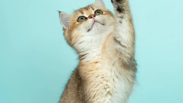 Cat Flu or Feline Asthma? How to Tell the Difference and Get the Right Treatment
