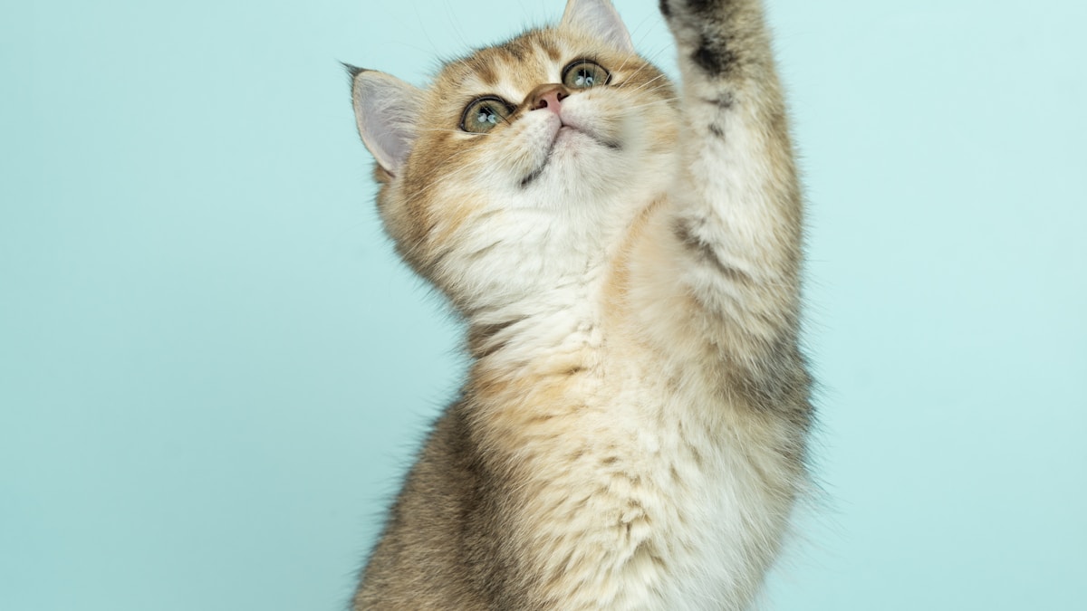 Cat and owner bonding - real story of managing feline asthma without daily pills using inhaled medication