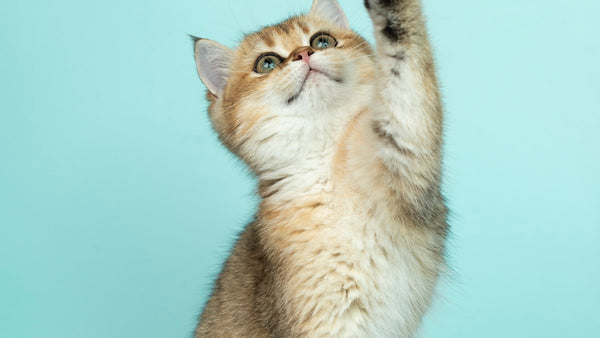 Cat and owner bonding - real story of managing feline asthma without daily pills using inhaled medication