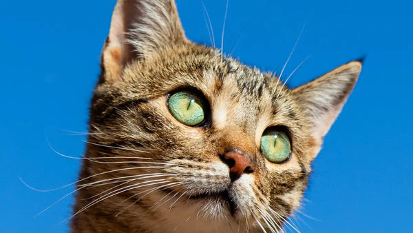What Is a Cat Inhaler Spacer and Why Does Your Vet Recommend One?